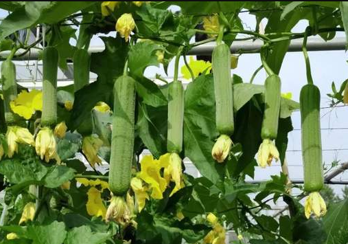 蔬菜種子種植戶客戶點評-每畝收入2萬元！這個絲瓜品種大受歡迎！