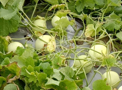 蔬菜種子種植戶客戶點評-種植甜瓜20年，這個品種讓我更省心！