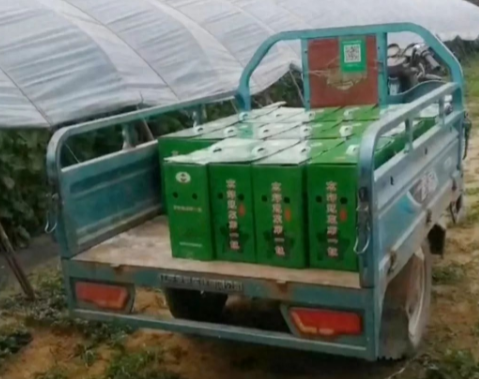 蔬菜種子種植戶客戶點評-很暢銷！團購6元一斤，這瓜夠香、夠甜、夠得勁兒！