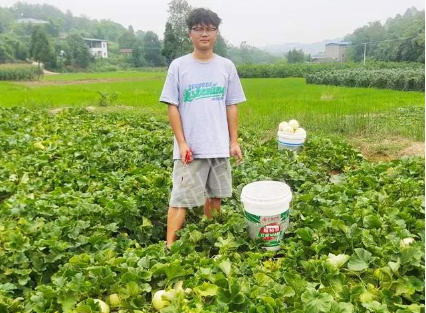 蔬菜種子種植戶客戶點評-甜瓜新品上市，每個賣9元，很暢銷！