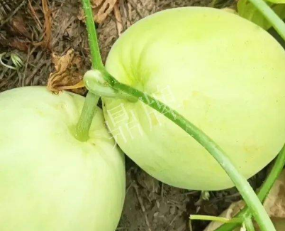 蔬菜種子種植戶客戶點(diǎn)評(píng)-我終于找到滿意的甜瓜品種了！