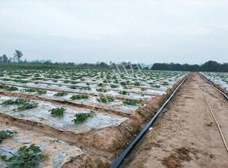 蔬菜種子種植戶客戶點(diǎn)評(píng)-80后大廚回鄉(xiāng)種甜瓜，第一年就賺15萬(wàn)！