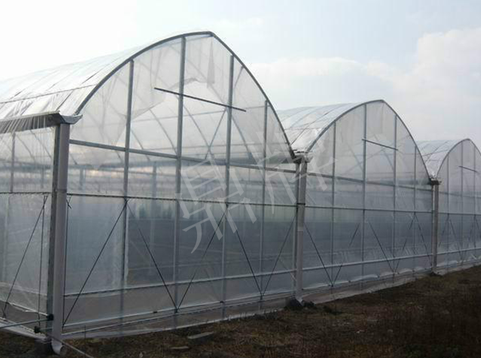 蔬菜種子種植戶客戶點(diǎn)評(píng)-鼎牌瓠瓜上市早，地頭批發(fā)價(jià)達(dá)到8元/斤，種植基地王老板告訴您！