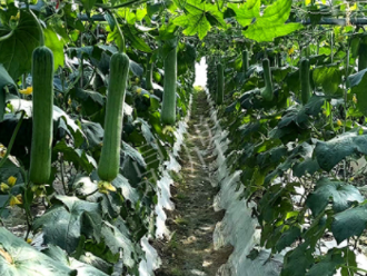 蔬菜種子種植戶客戶點(diǎn)評(píng)-高手在民間，浙江蒼南的絲瓜在下半年至春節(jié)，都有大量上市！