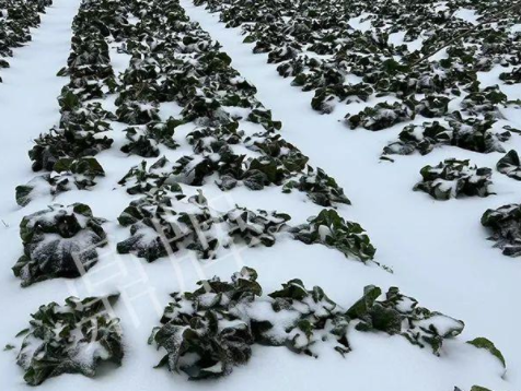 蔬菜種子種植戶客戶點(diǎn)評(píng)-春節(jié)期間，2畝雜交“東漢菜”一批就賣(mài)了2萬(wàn)多元！