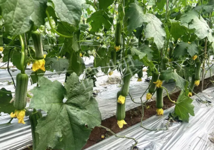 蔬菜種子種植戶客戶點評-這個新品種好不好？？？見證的時候到了！