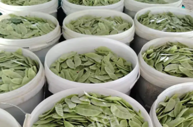 蔬菜種子種植戶客戶點評-時隔20年，我再種這個品種，大家來看看，怎么樣？