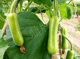 蔬菜種子種植戶客戶點評-科研人員發(fā)誓研究的一個抗高溫品種，您可能需要！