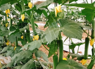 蔬菜種子種植戶客戶點評-一株結(jié)瓜30多個，價錢好，賺了！