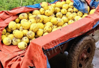 蔬菜種子種植戶客戶點評-持續(xù)暴雨天氣，這個品種幫我們渡過了難關(guān)，收入還滿意！