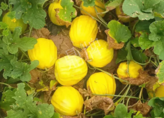 蔬菜種子種植戶客戶點評-瓜農說：“還得是這個品種??！”，什么品種讓種植戶如此感慨？