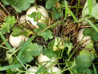 蔬菜種子種植戶(hù)種植心得-一個(gè)會(huì)寫(xiě)詩(shī)的農(nóng)民，把甜瓜種在草叢中，結(jié)果怎