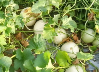 蔬菜種子種植戶(hù)種植心得-真有這么好嗎？這個(gè)品種我試種了一畝地，猜猜