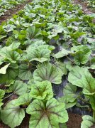 蔬菜種子種植戶客戶點評-第一次種植這種菜，現在可以上市了，大家?guī)臀医ㄗh一下，能賣個什么價格？