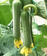 蔬菜種子種植戶客戶點(diǎn)評-這瓜，太美了！太美了！但我這個老菜農(nóng)……唉！