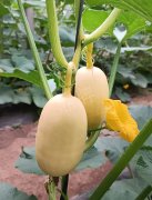 蔬菜種子種植戶客戶點(diǎn)評(píng)-瓜菜價(jià)格不好，太卷了！看一位種植大戶穩(wěn)穩(wěn)賺錢的經(jīng)驗(yàn)…