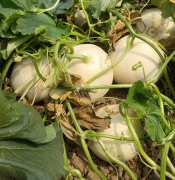 蔬菜種子種植戶客戶點(diǎn)評(píng)-我種植的這個(gè)品種，稱得上“白馬王子”，與大家分享！