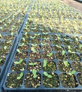 蔬菜種子種植戶客戶點(diǎn)評(píng)-高溫+病毒，雙重暴擊！今年種植這個(gè)品種能賺錢嗎？